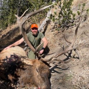 A hunter wearing an orange hat posing with his bull elk on a hillside with pine trees behind him.